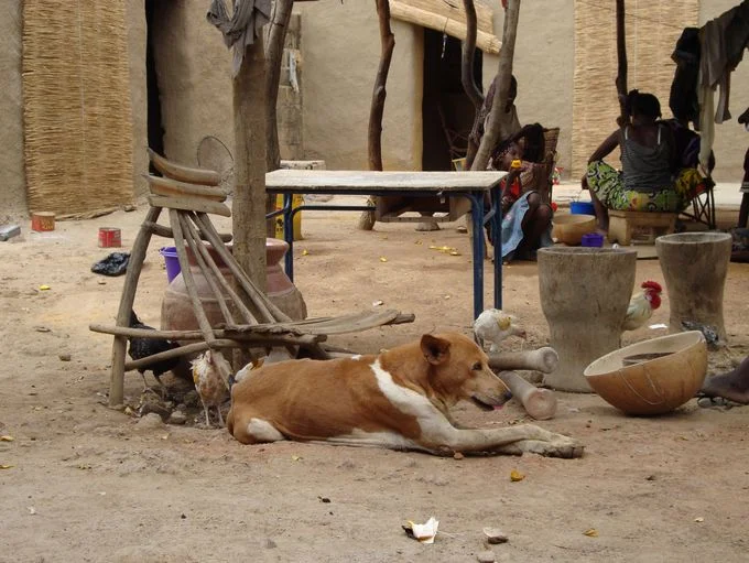 Des scientifiques appliquent la théorie des jeux pour combattre la rage